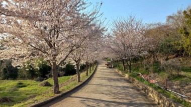 ▲ 여수시 화정면 여자도의 벚꽃 터널 