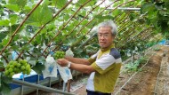 화순군이 ‘품목생산자조직 경영·마케팅 협력시스템 구축사업’으로 추진한 샤인머스켓연구회 지원 사업이 농가의 큰 호응을 얻고 있다. 사진은 샤인머스켓 병해충 방지와 착색유도 등 품질향상을 위해 봉지씌우기 작업을 하는 모습